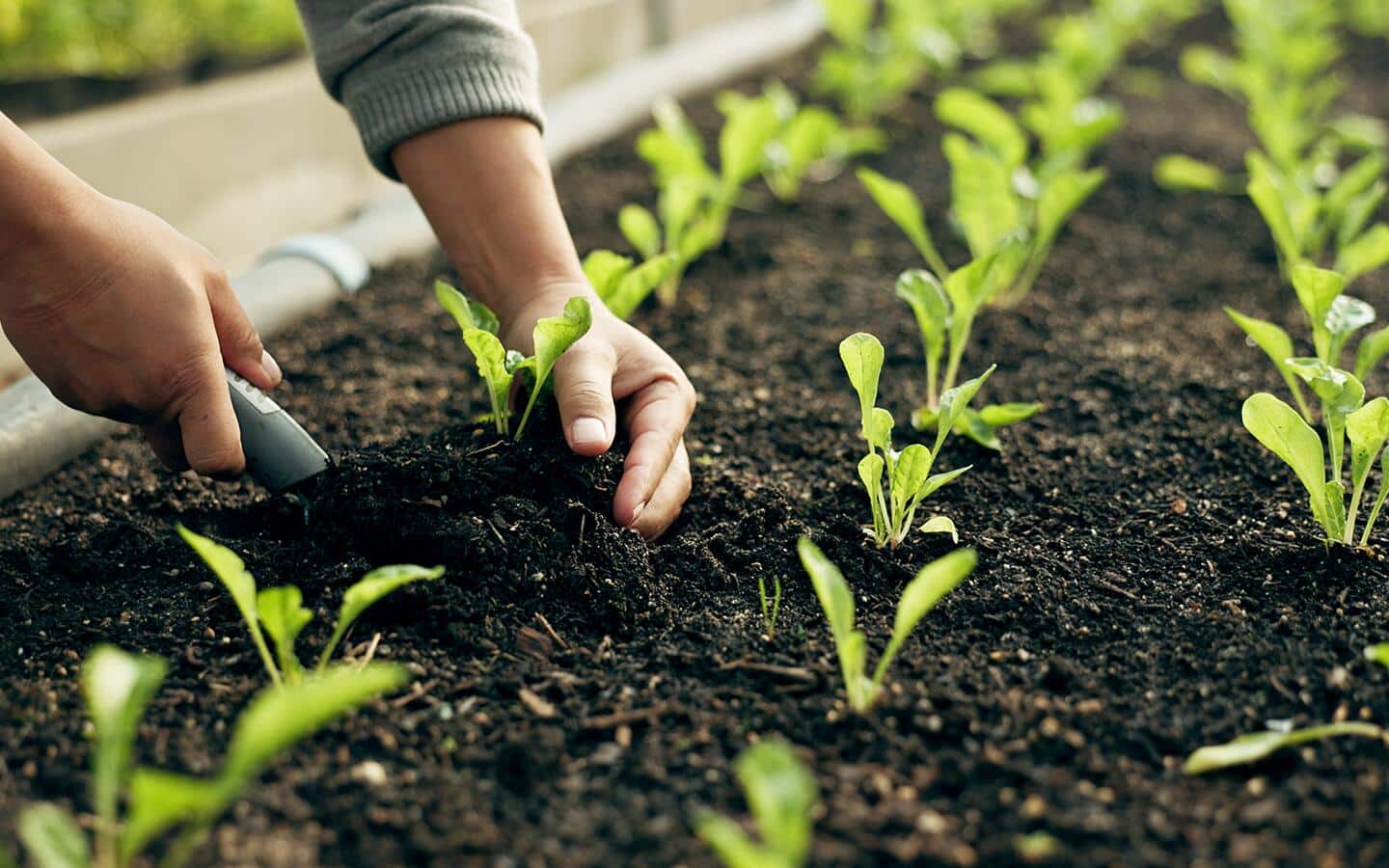 Gardener plants vegetable seedlings in a garden bed Gardener plants vegetable seedlings in a garden bed