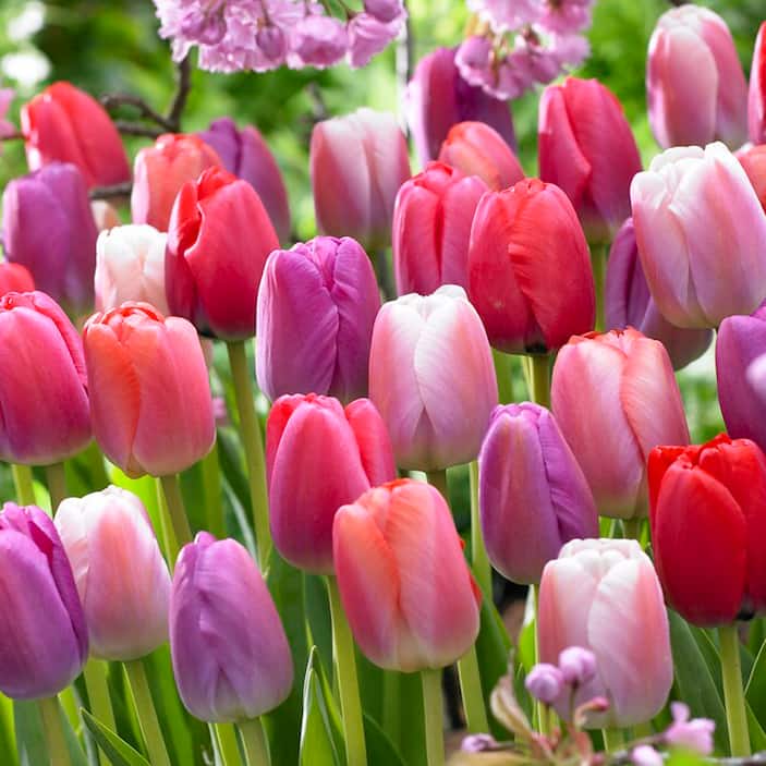 Tulips