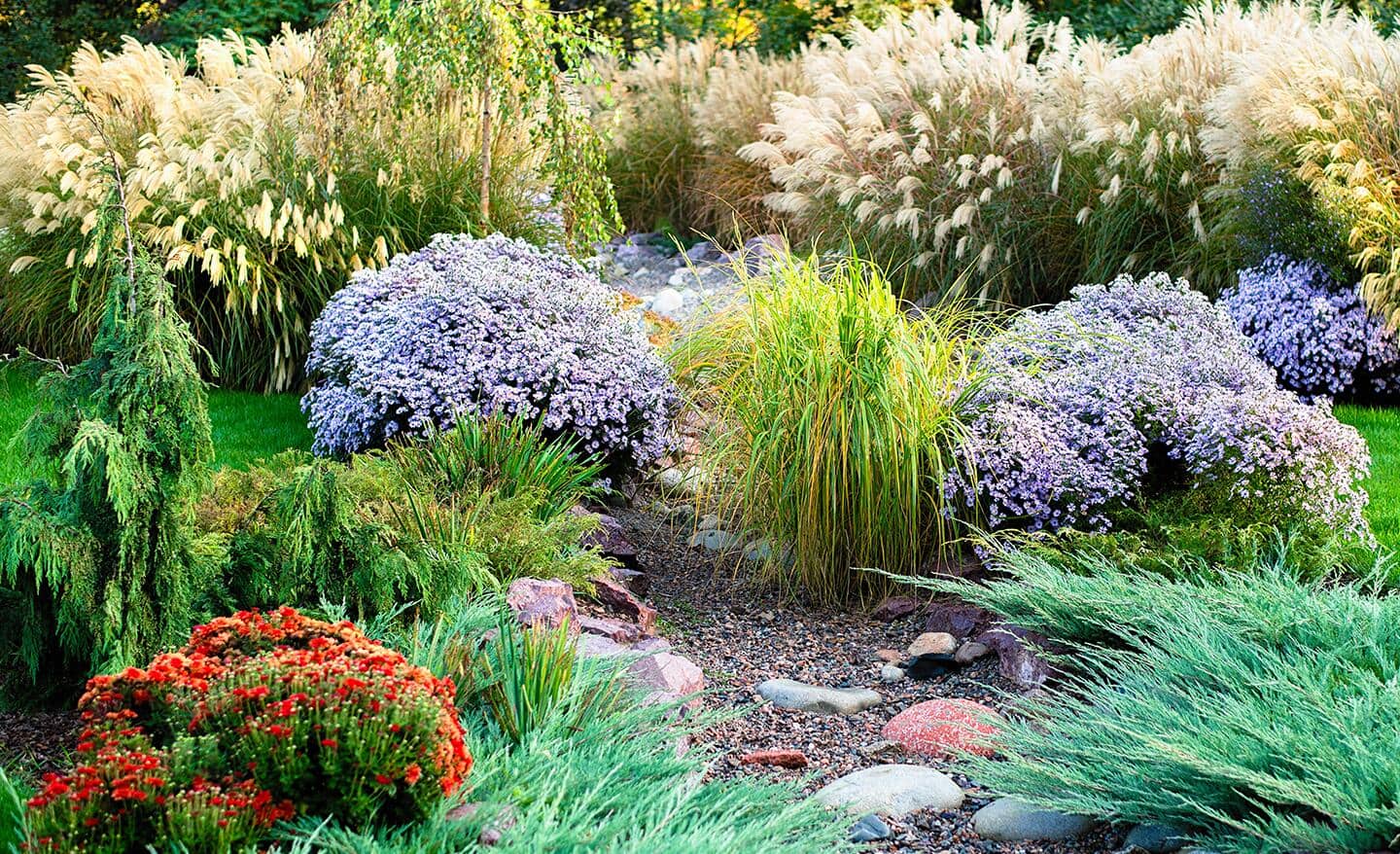 A summer garden with ornamental grasses and perennials