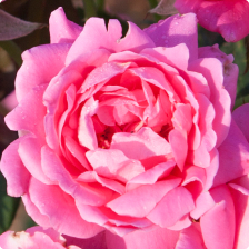 Rose Bushes - The Home Depot