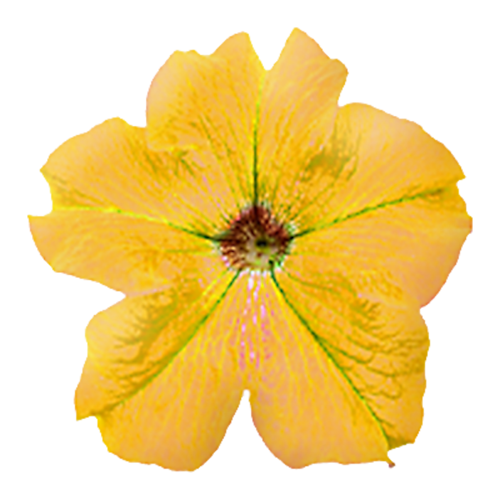 Image for Yellow Annuals