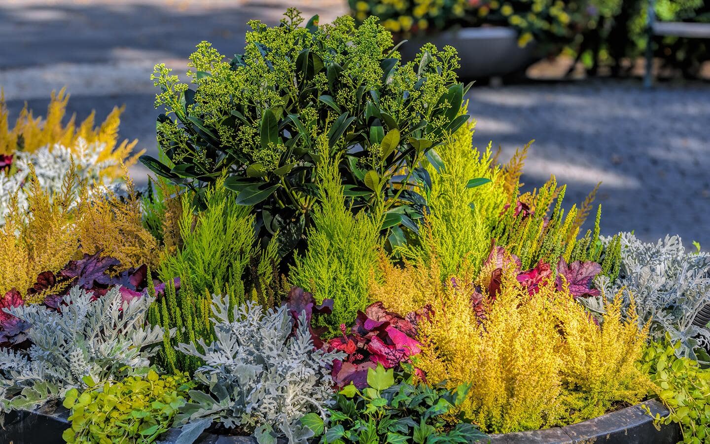 An array of colorful plants in a fall landscape.