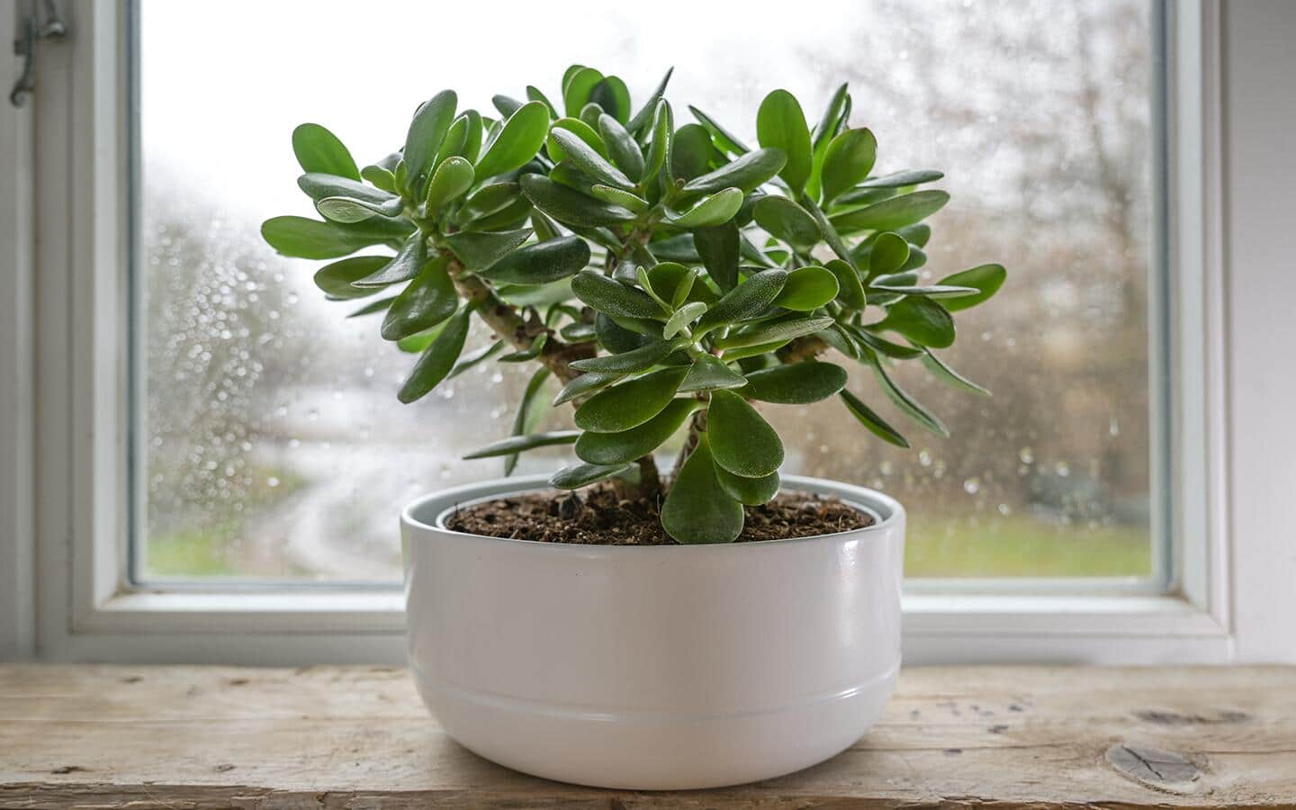cloning sweetheart plant philodendron scandens Philodendron scandens Houseplants - Sweetheart Plant | Hortology main image 0