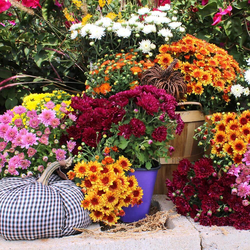 Plant Mums in Fall Containers