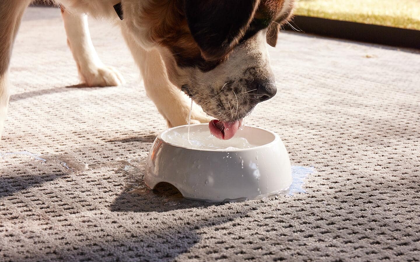 A brown and white dog drinking water from a bowl on a pet-friendly carpet.