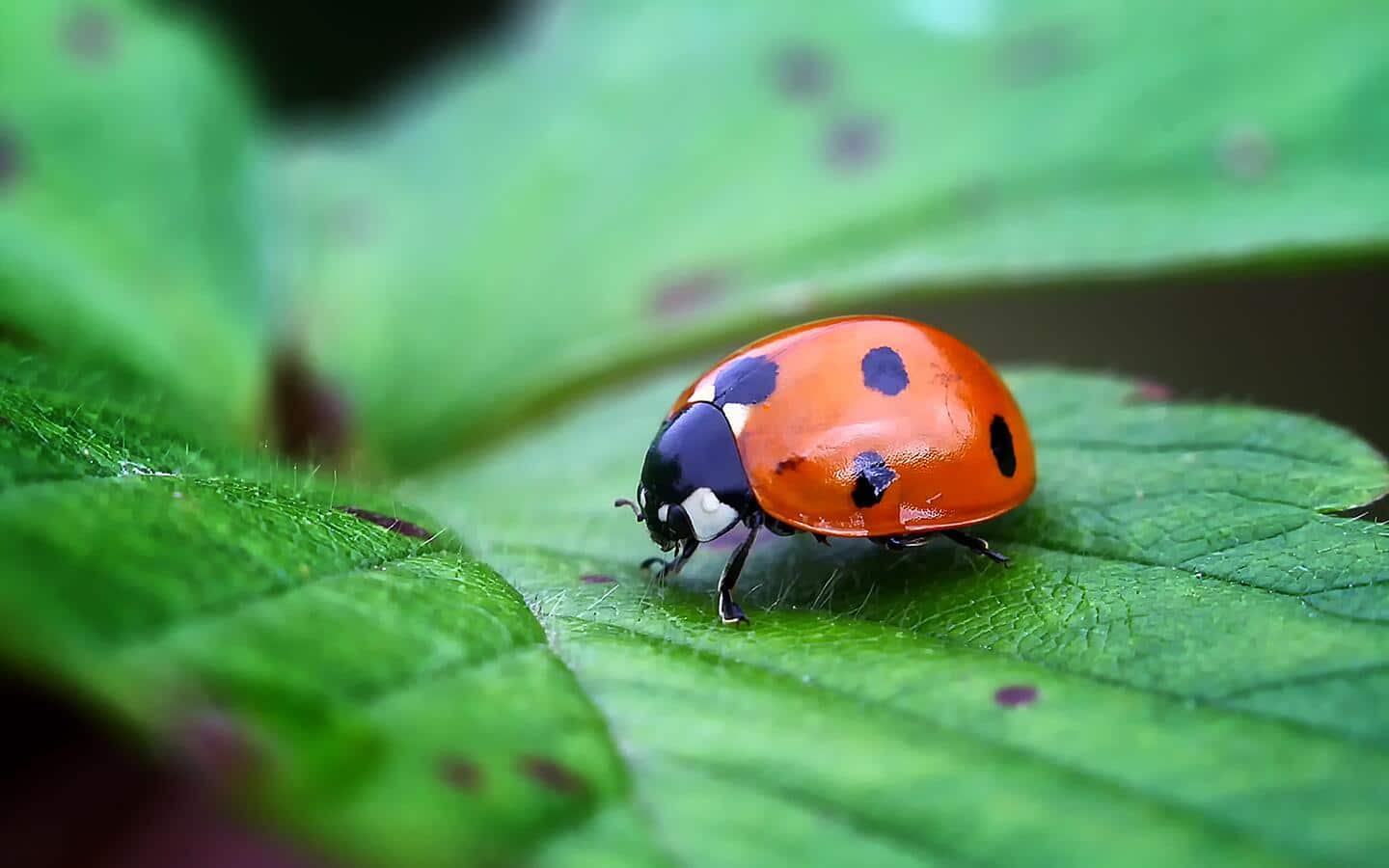 A ladybug crawling over a vibrant green leaf.