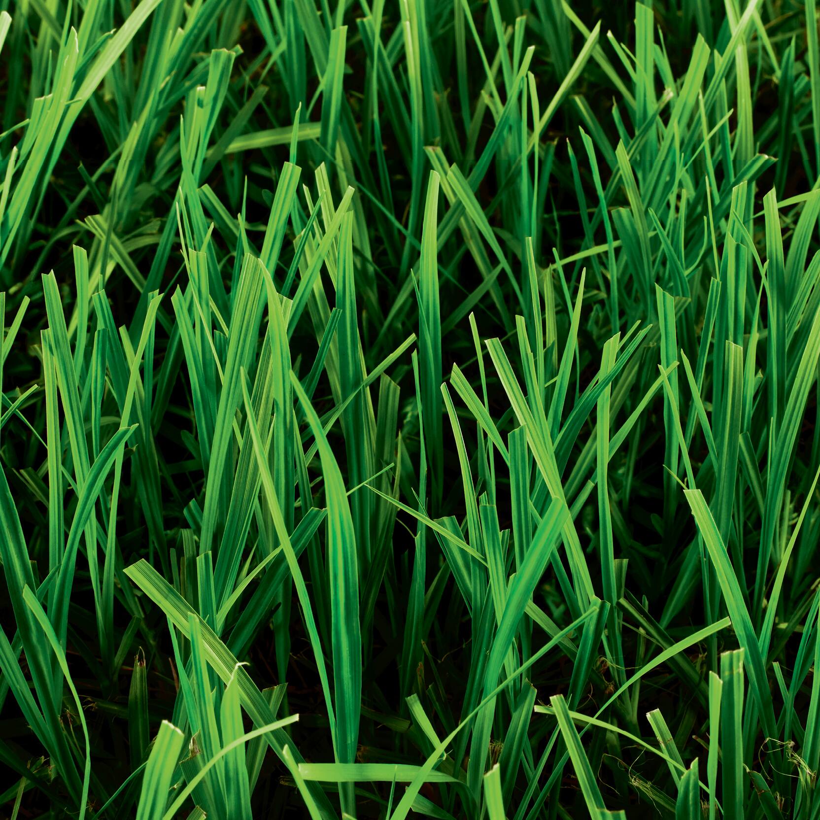 Image for Bahia Grass Seed
