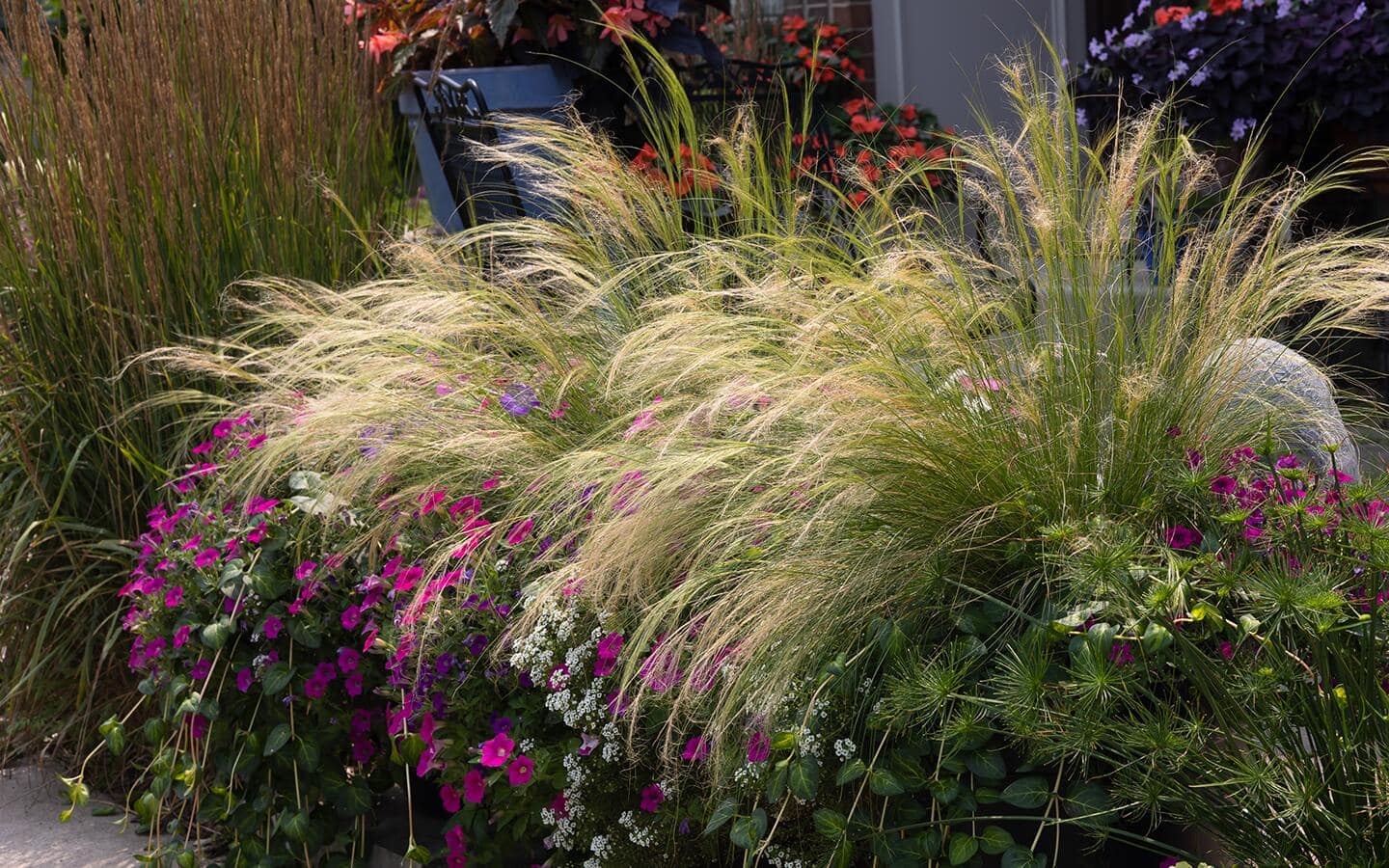 Tufts of Mexican feather grass in a garden bed Tufts of Mexican feather grass in a garden bed
