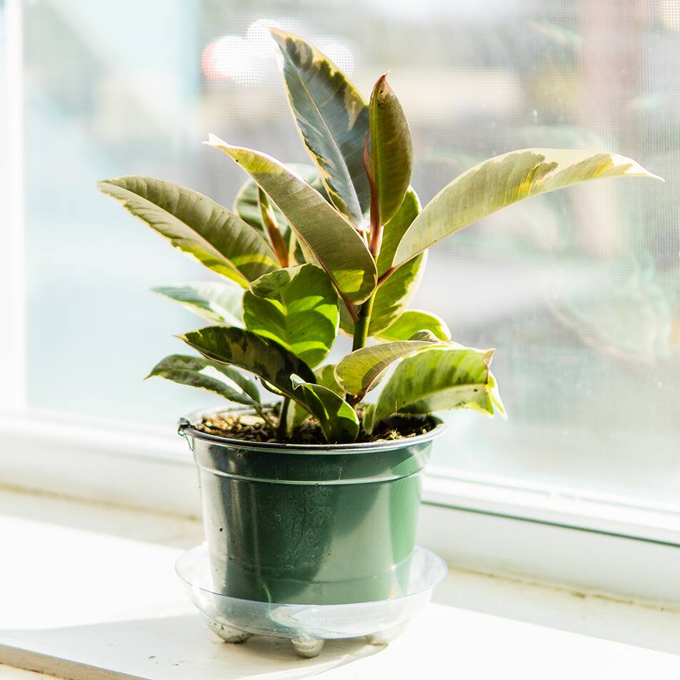 Image for Shop Rubber Plants
