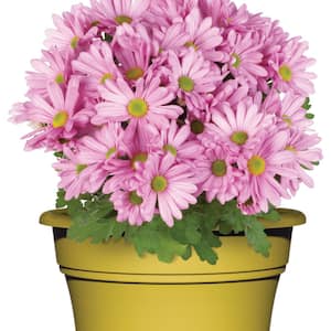 Image for Shop Flower Plants