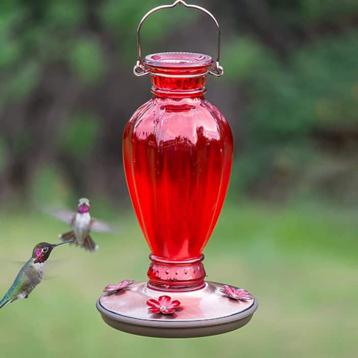Hummingbird Feeders