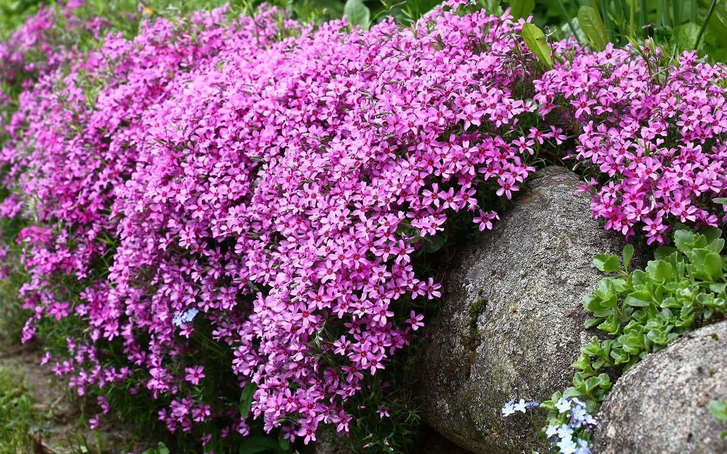 A full bloom of light purple phlox flowers on a large rock.