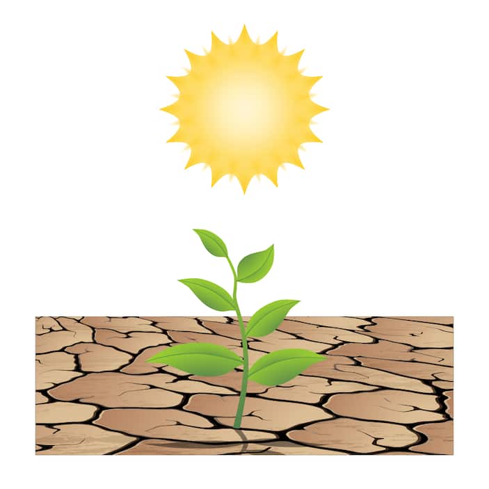 Drought Tolerant