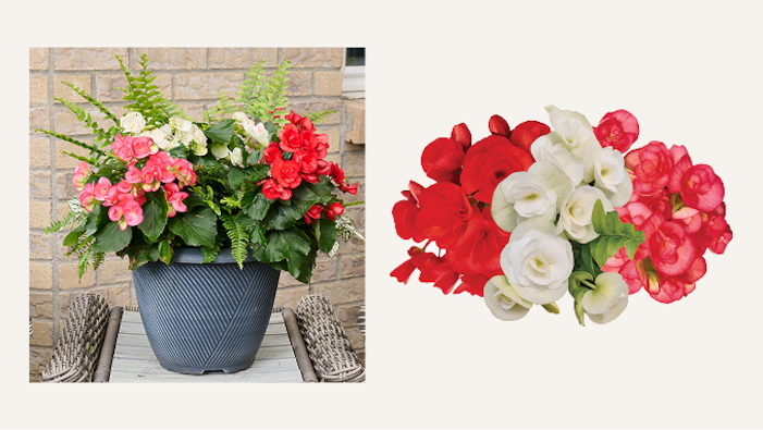 Grand Flower Growers Bella Vita™ 