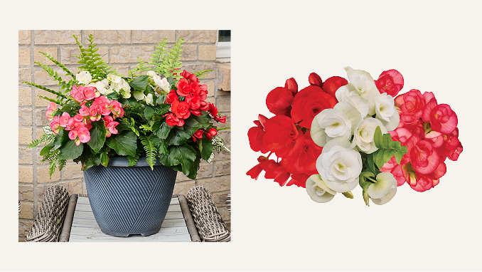 Grand Flower Growers
Bella Vita™ Grand Flower Growers
Bella Vita™