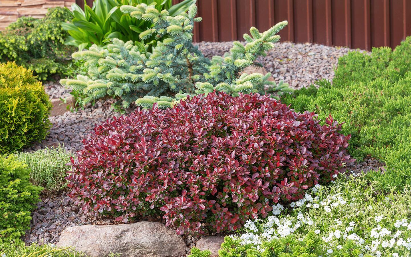 A fall landscape featuring a barberry shrub and other colorful foliage.
