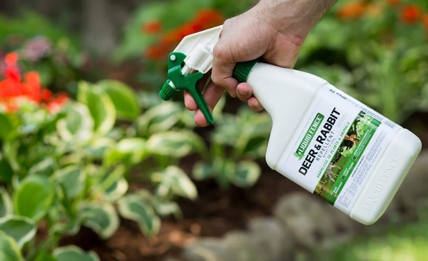 Person uses deer repellent spray in the garden Person uses deer repellent spray in the garden
