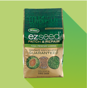 Image for Florida Grass Seed