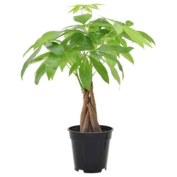 House Plants