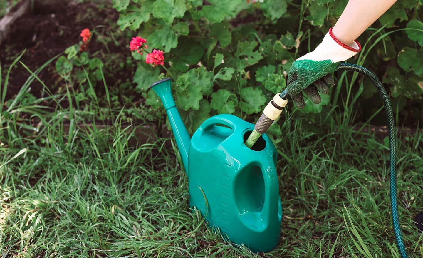 Gardener uses a hose to fill a watering can in a garden