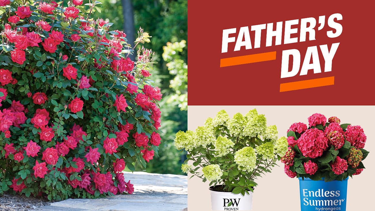 Outdoor Plants - The Home Depot