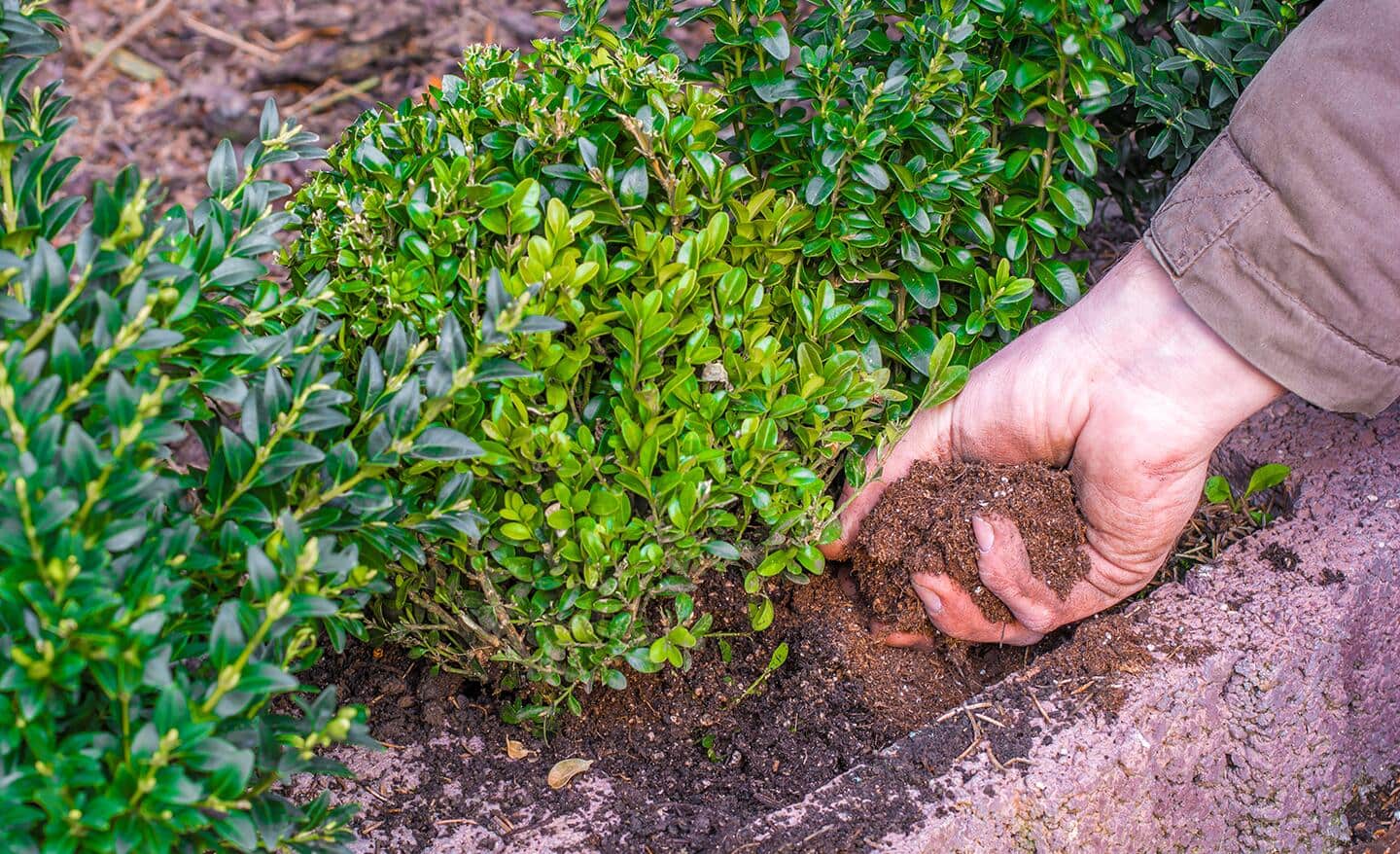 Gardener digs soil around a boxwood shrub