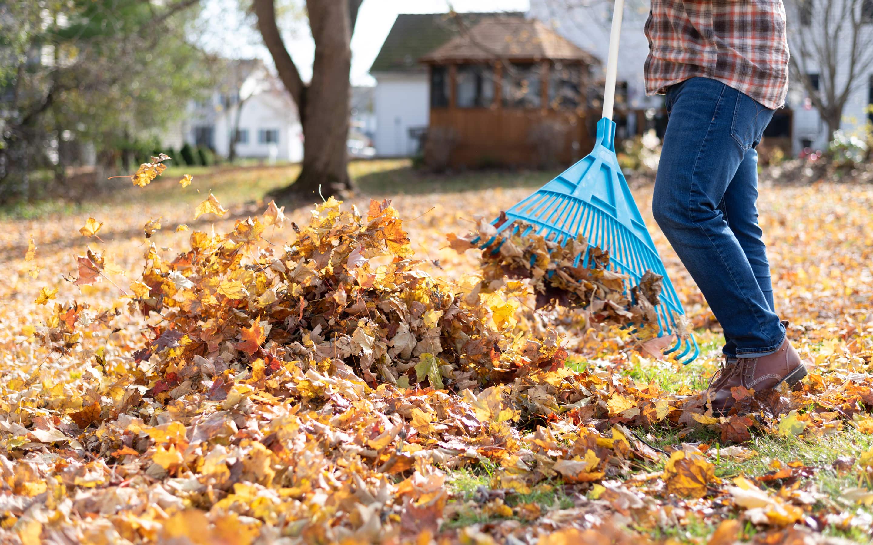 Leaves are raked into a pile.