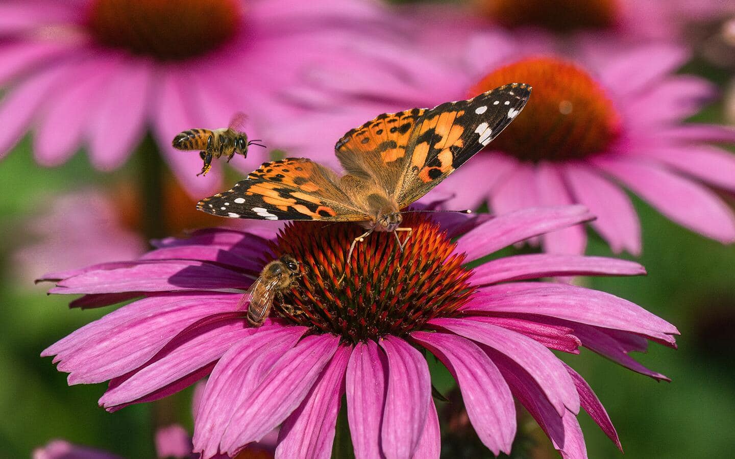 Butterfly on a pink coneflower in a garden meadow Butterfly on a pink coneflower in a garden meadow