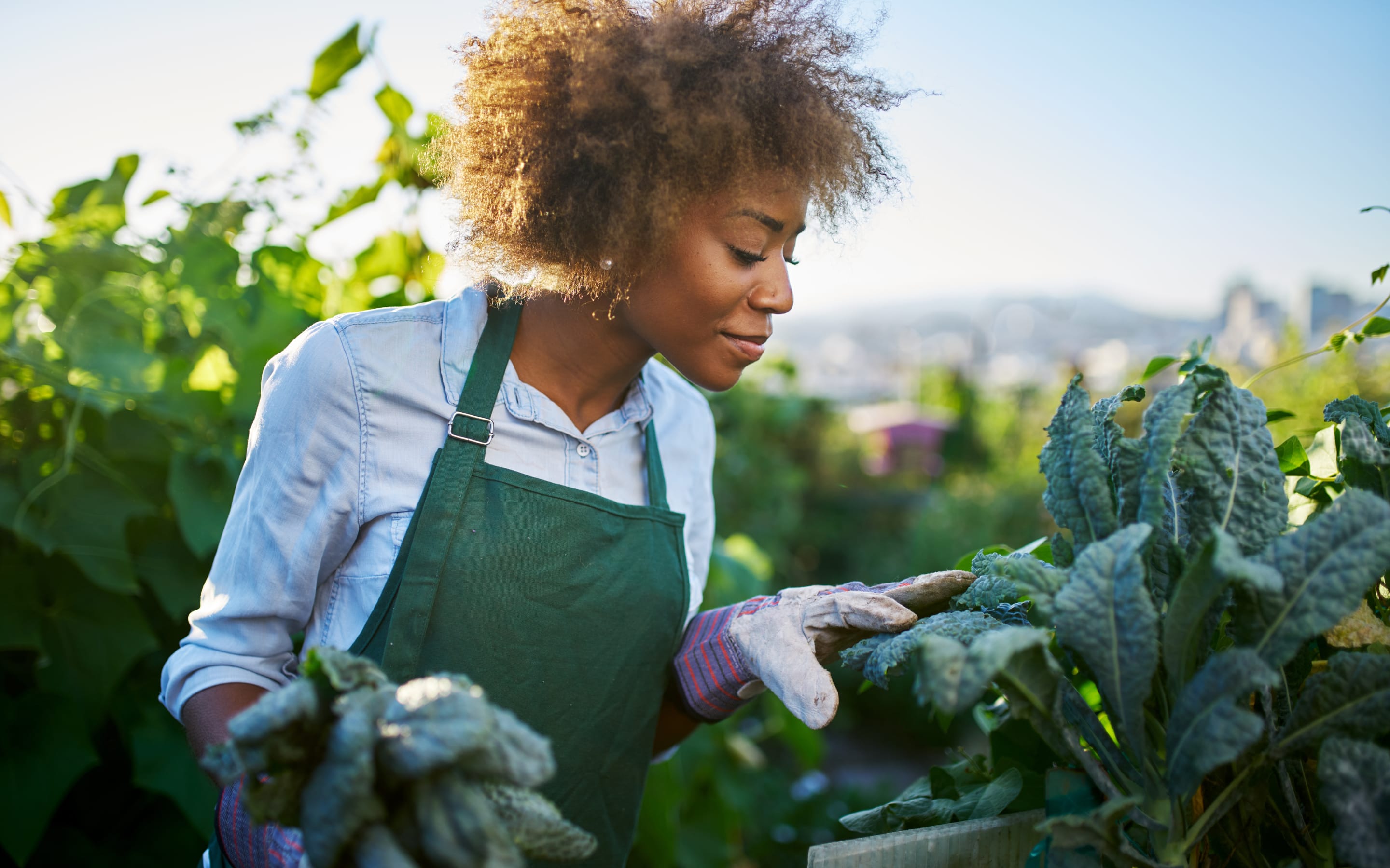 Gardener harvests kale in a home garden