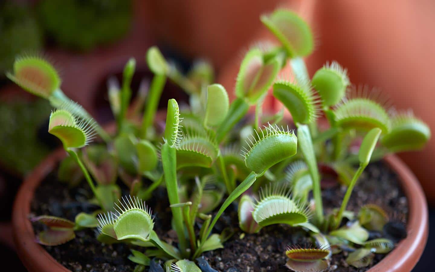 Venus fly traps grow in a pot Venus fly traps grow in a pot