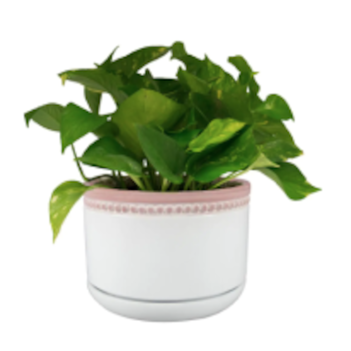 Indoor Plants