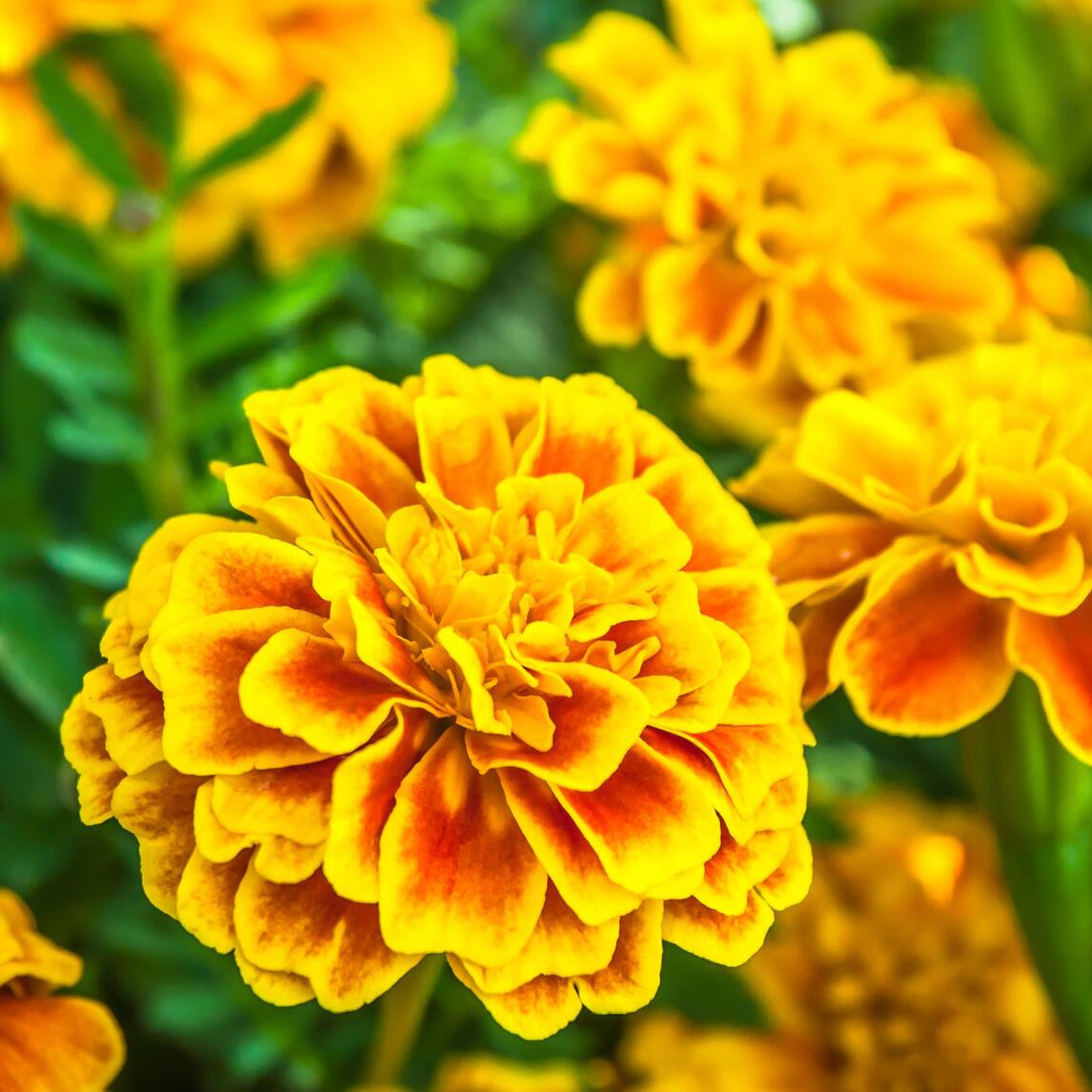 Marigolds