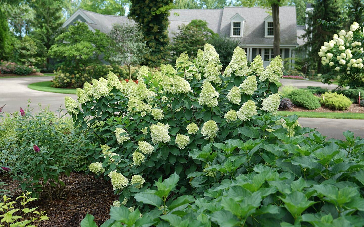 Limelight hydrangea in a landscaped yard. Limelight hydrangea in a landscaped yard.