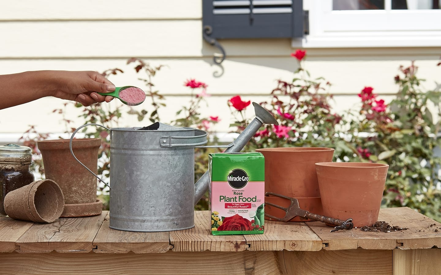 Gardener pours rose fertilizer granules into a watering can on a table with flower pots Gardener pours rose fertilizer granules into a watering can on a table with flower pots