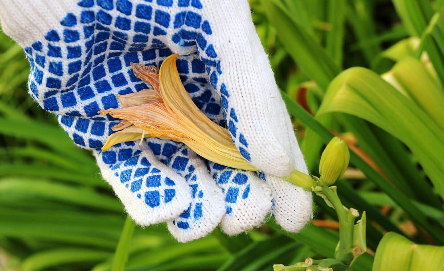 Gardener holds a daylily bloom in a gloved hand