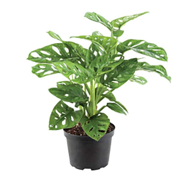 Image for Monstera Plants