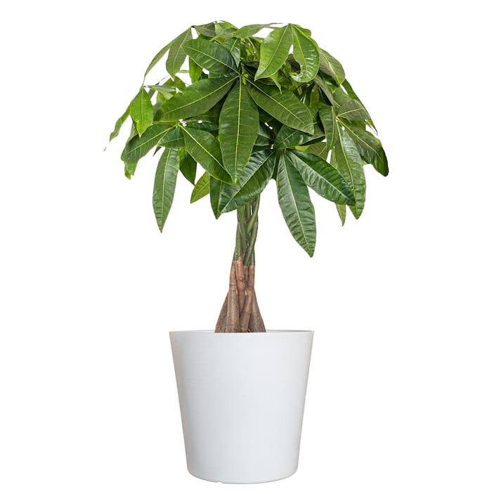 Money Tree Plants