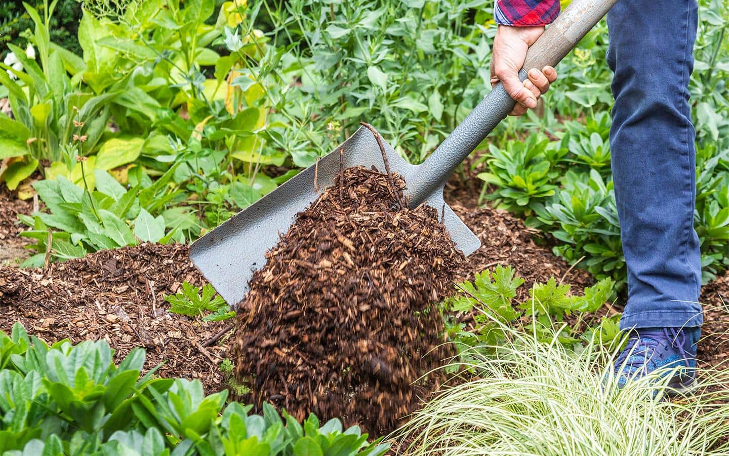A person shovels pine bark. A person shovels pine bark.