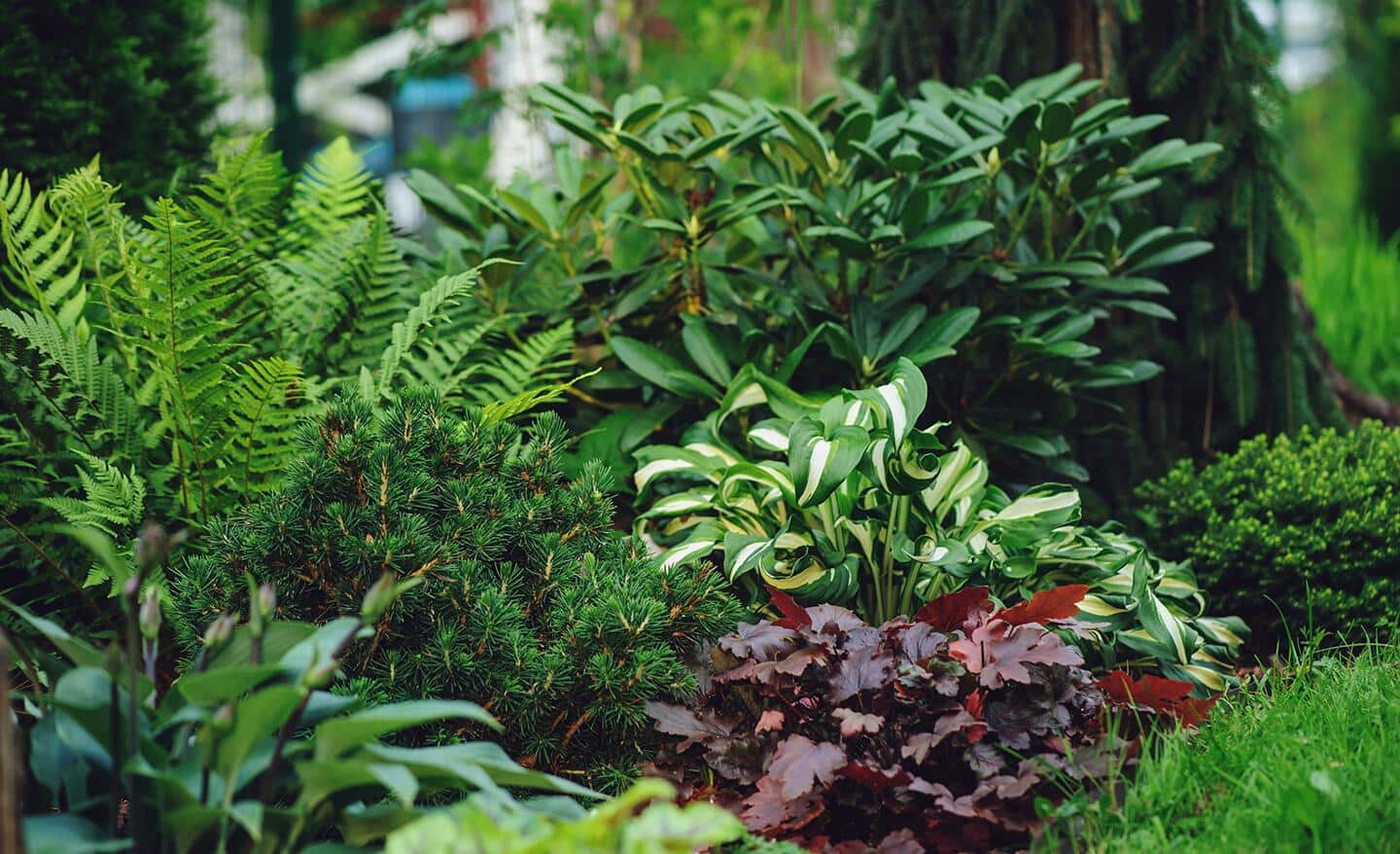 Ferns, hostas and heucheras in a shade garden