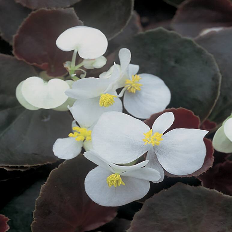 Image for Begonias
