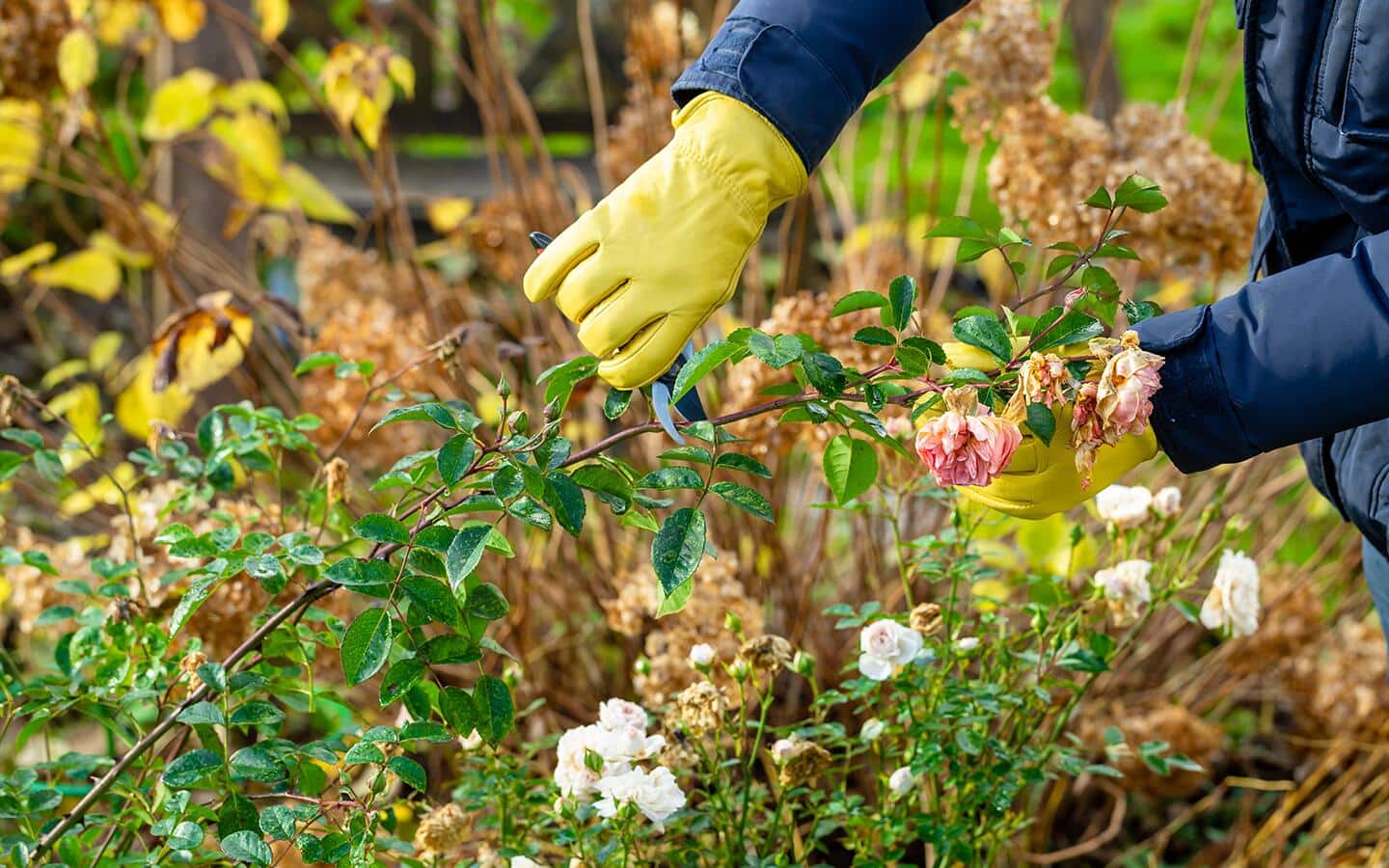 A person cleans out a bed for fall planting.