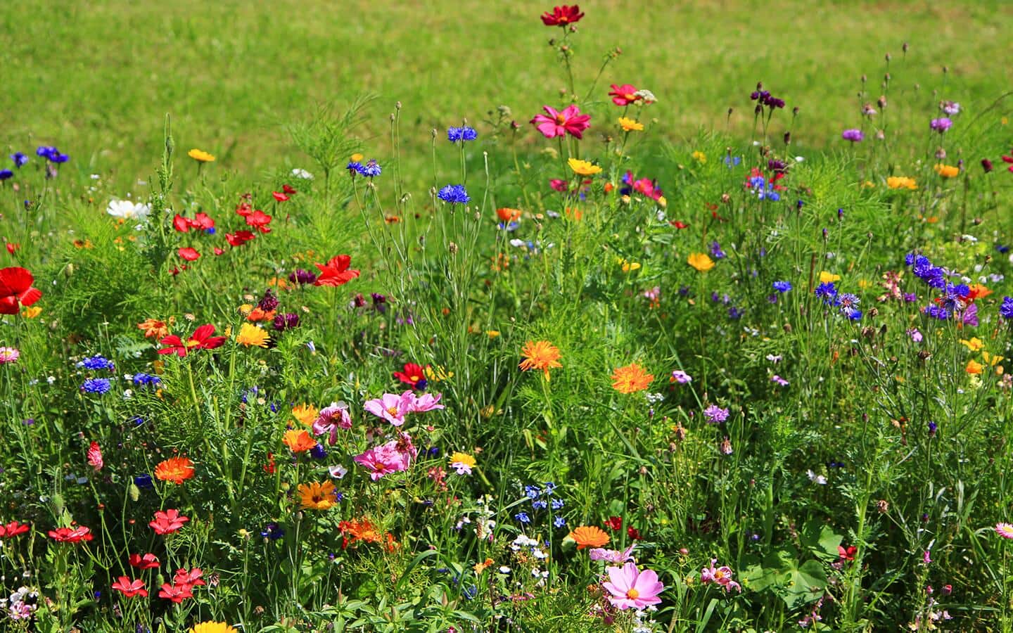 Wildflowers growing in a meadow.