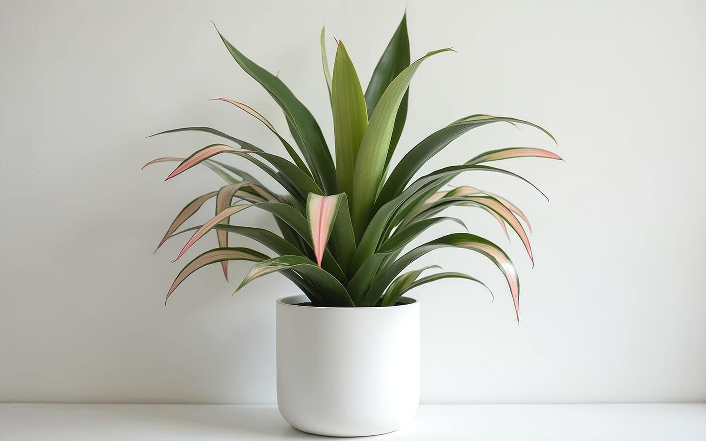Red-edged dracaena in a white planter on a shelf Red-edged dracaena in a white planter on a shelf