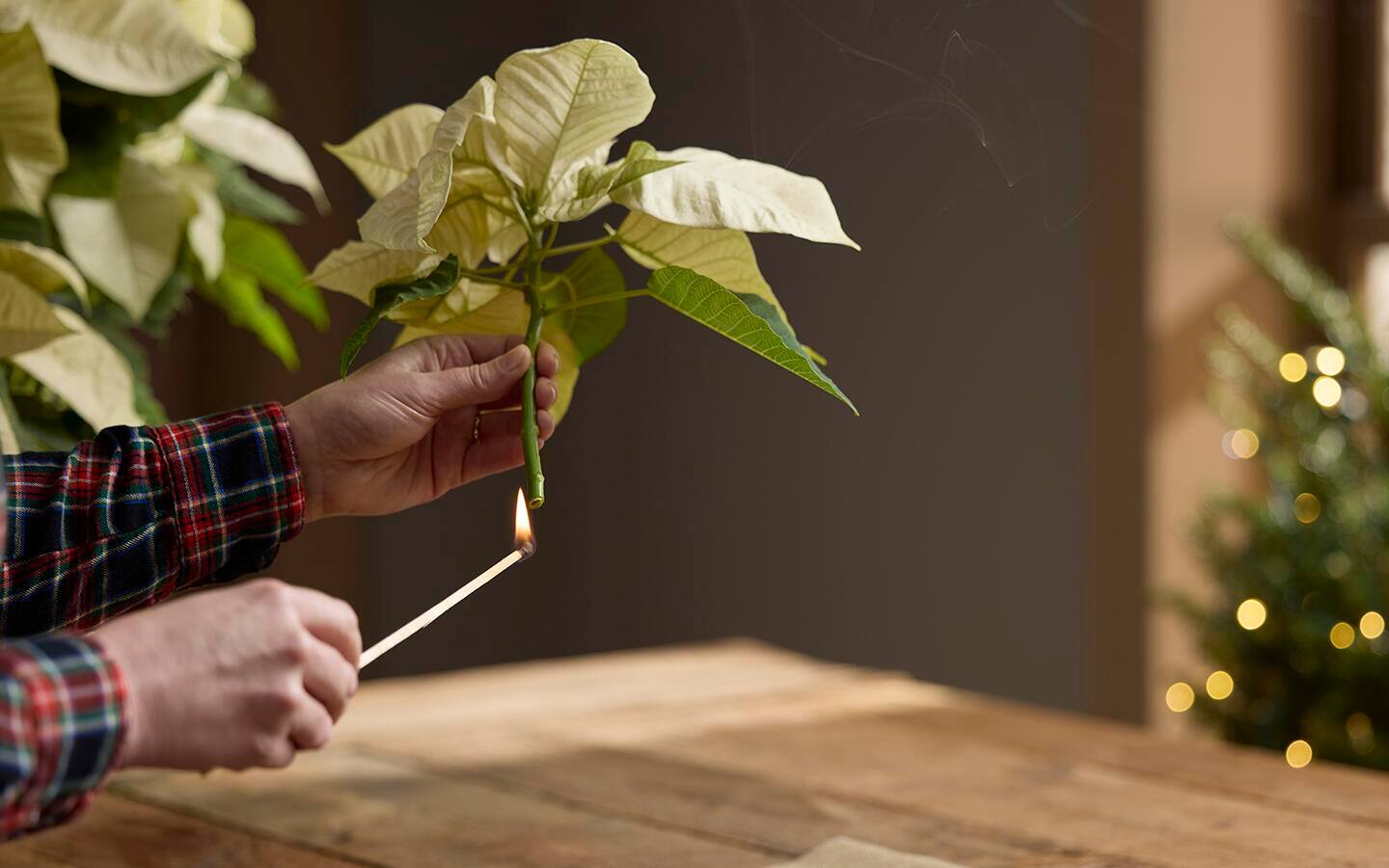 Person uses a long match to seal the end of a poinsettia stem Person uses a long match to seal the end of a poinsettia stem