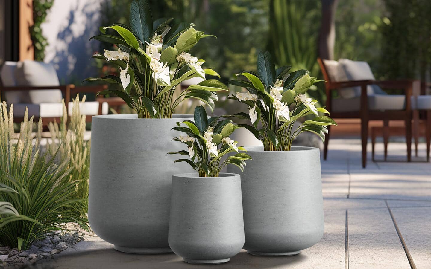 White peace lilies in three circular concrete containers.