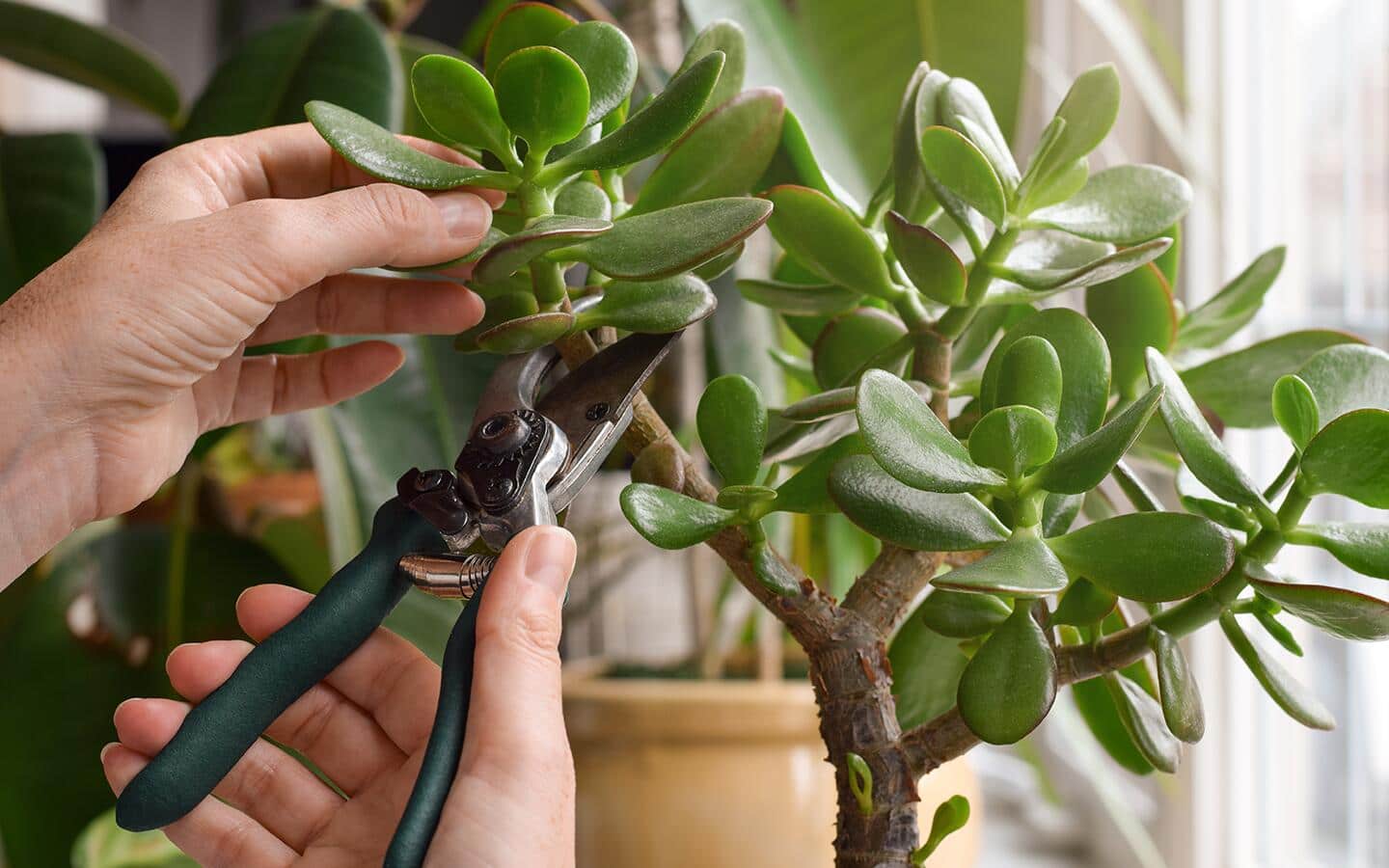 Jade Plant Care - The Home Depot