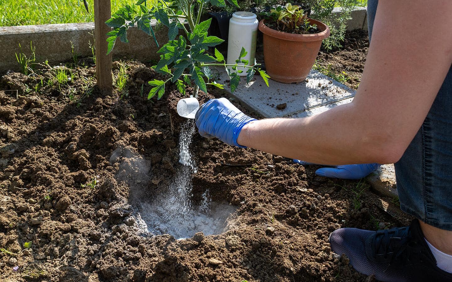 Gardener spreads fertilizer over a garden bed Gardener spreads fertilizer over a garden bed