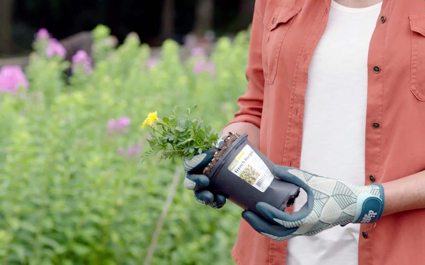 A person holding a small potted plant. A person holding a small potted plant.