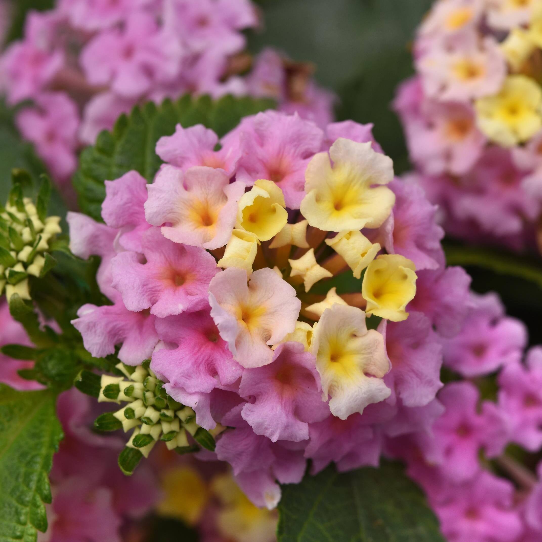 Lantanas