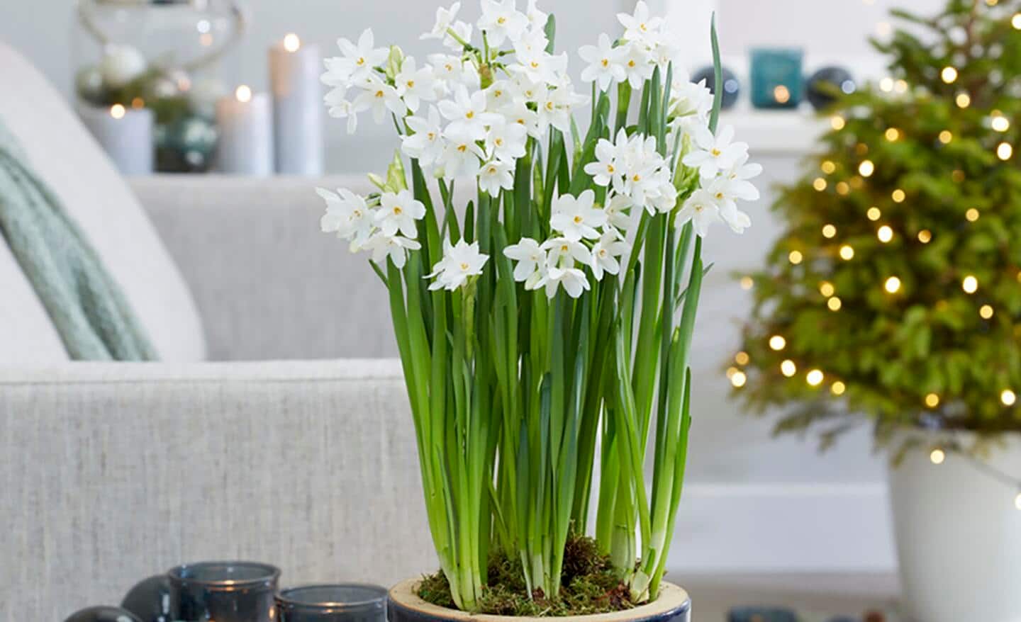 Paperwhite narcissus blooms in a container in a festive decorated living room
